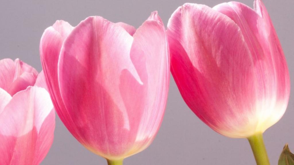 娇艳郁金香特写