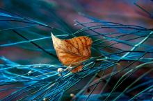 唯美落叶静物写真