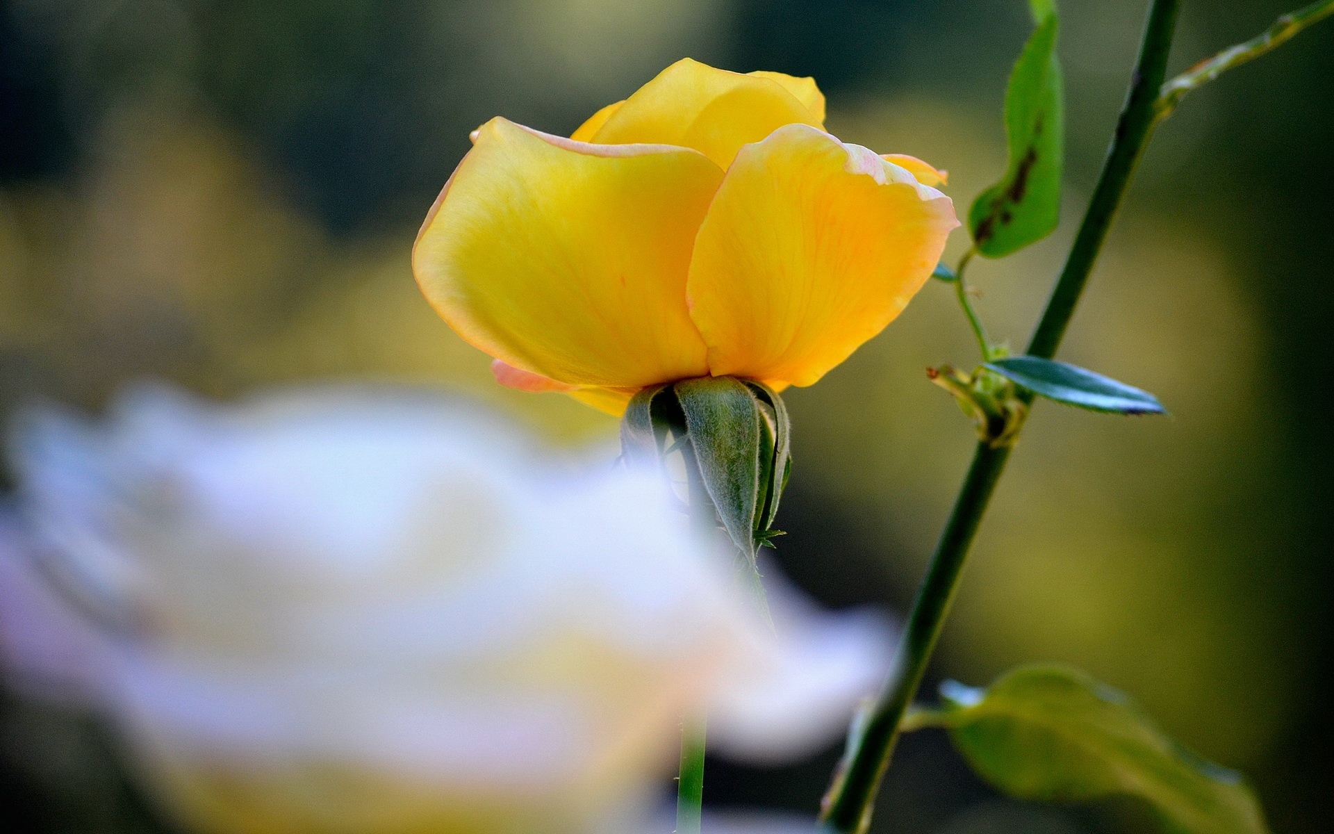 美丽花卉花儿图片