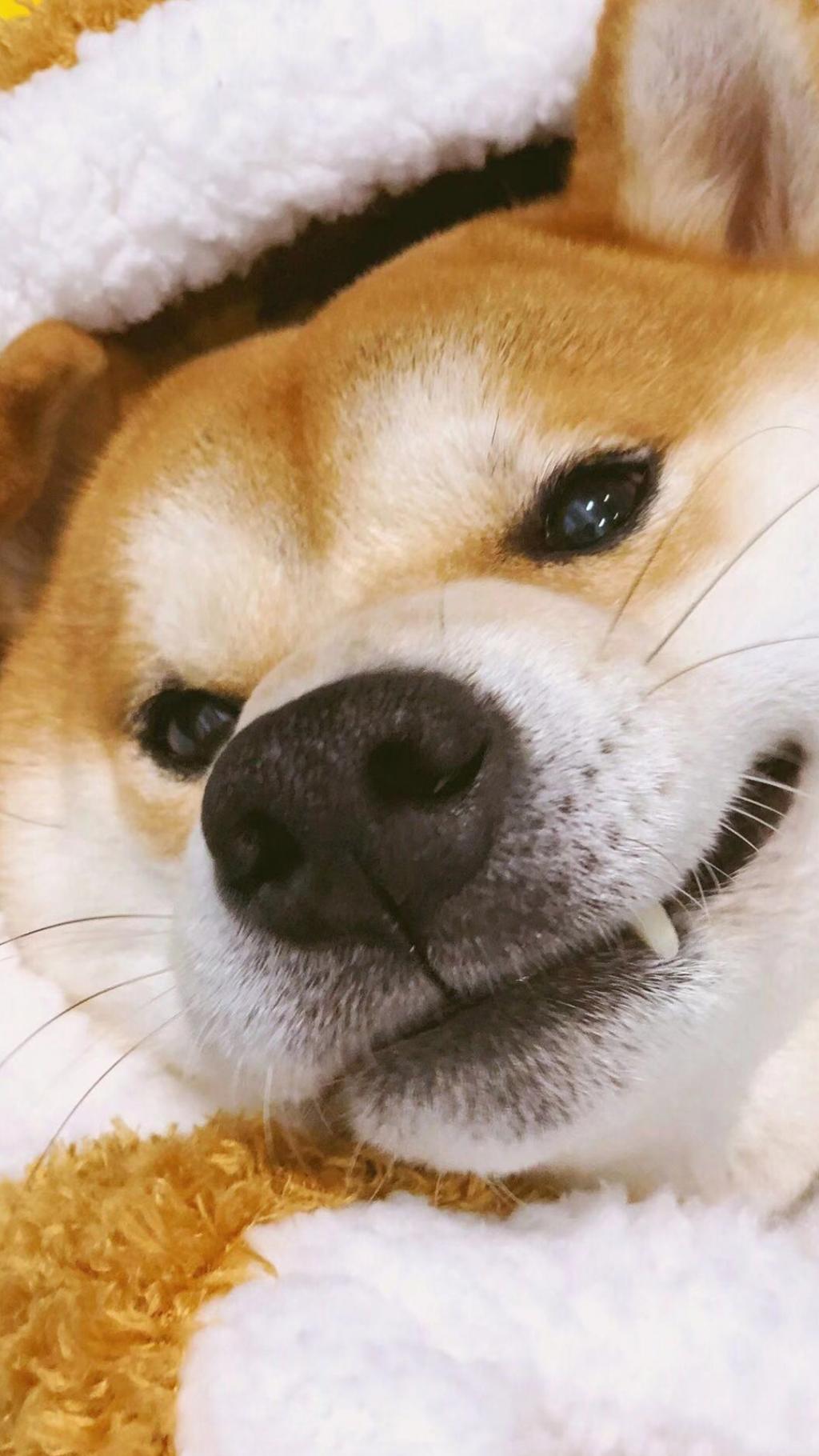 呆萌的威尔士柯基