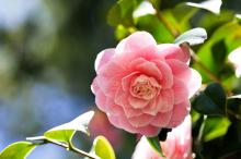 曼佗罗花(山茶花)图片