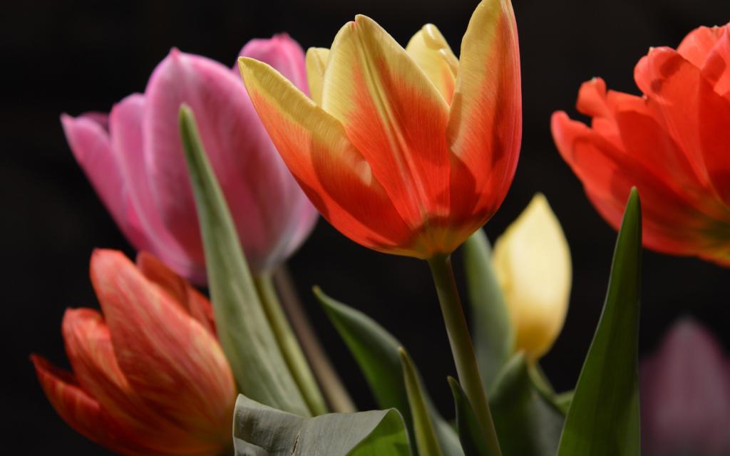 一束郁金香的特写