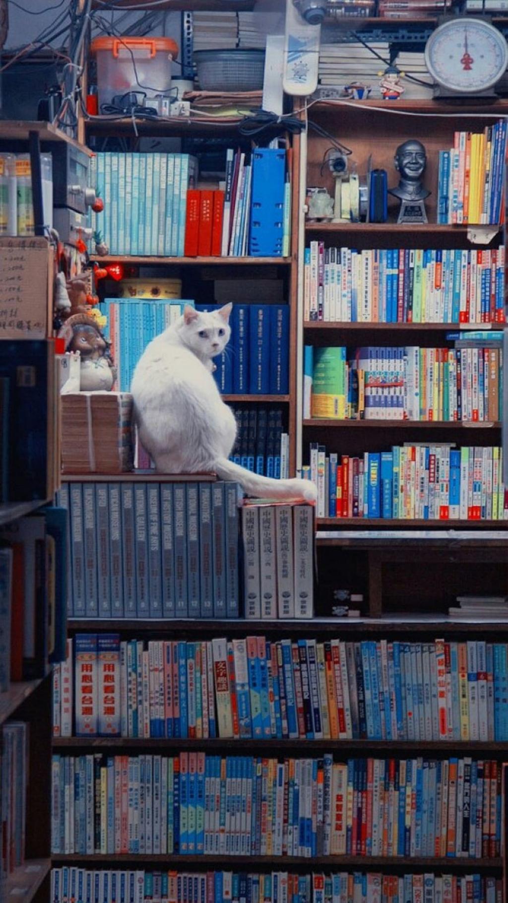 清新可爱萌宠猫咪