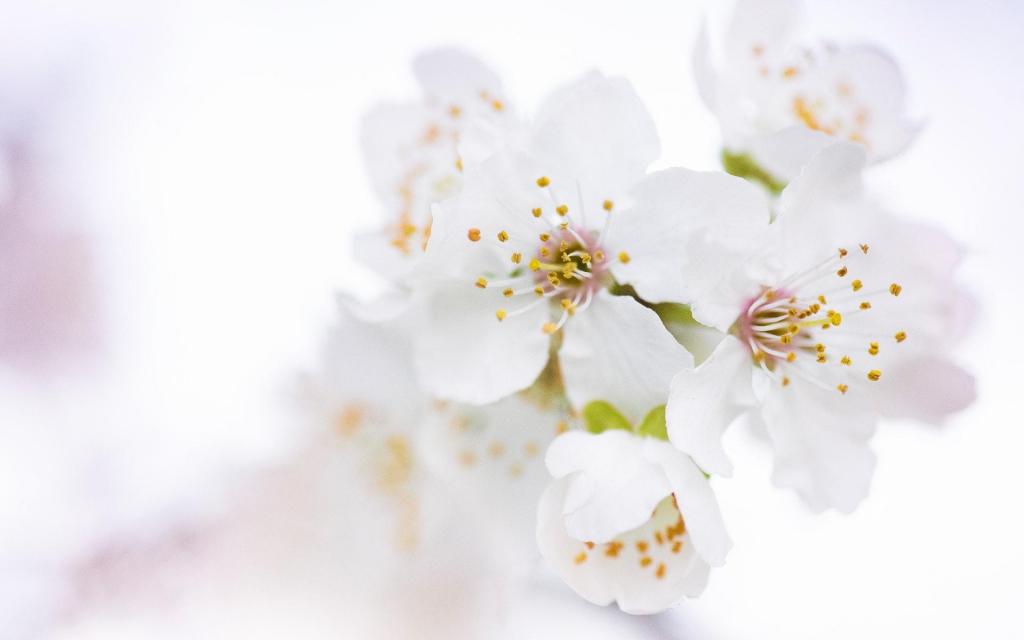 随手拍出富有春意唯美意境