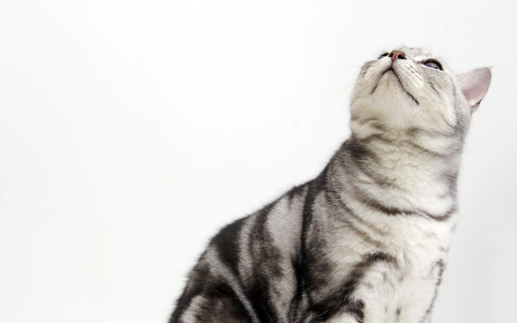 可爱的美国短毛猫写真