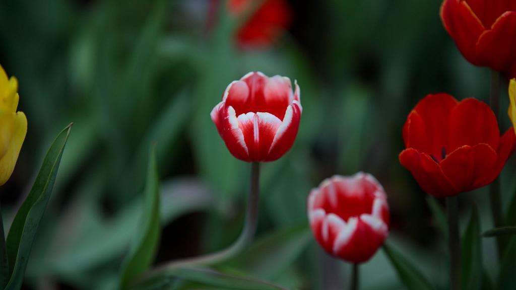 素雅秀丽的郁金香