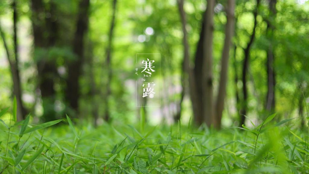 寒露时节优美森林风景