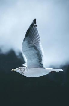 动物们的冬季-4