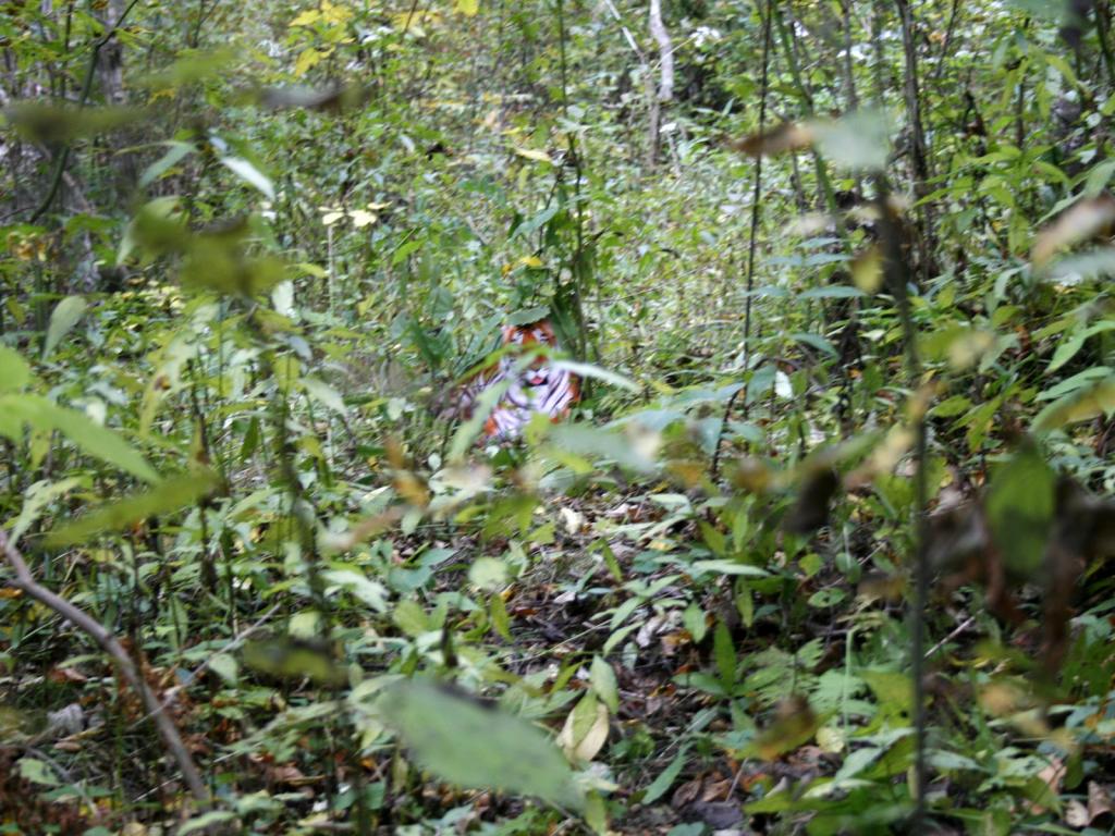 森林中的华南虎