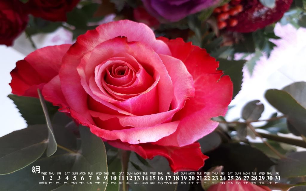 2018年8月唯美护眼的玫瑰花日历