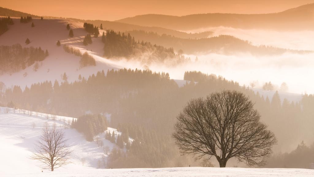 清新护眼的风景