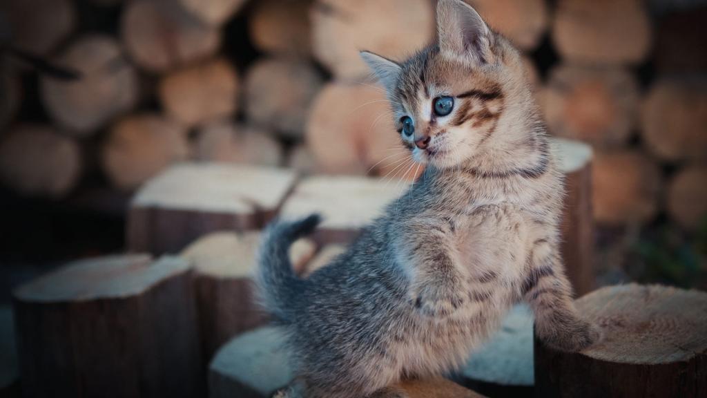 最可爱的小猫咪