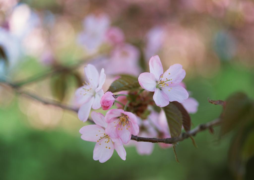 桃花烂漫