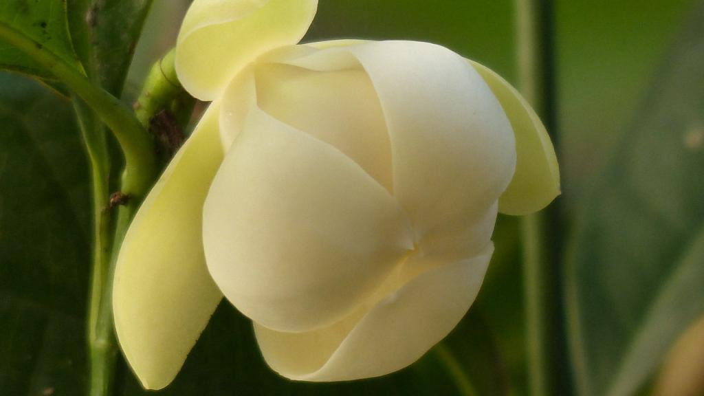 夜合花(夜香木兰)图片