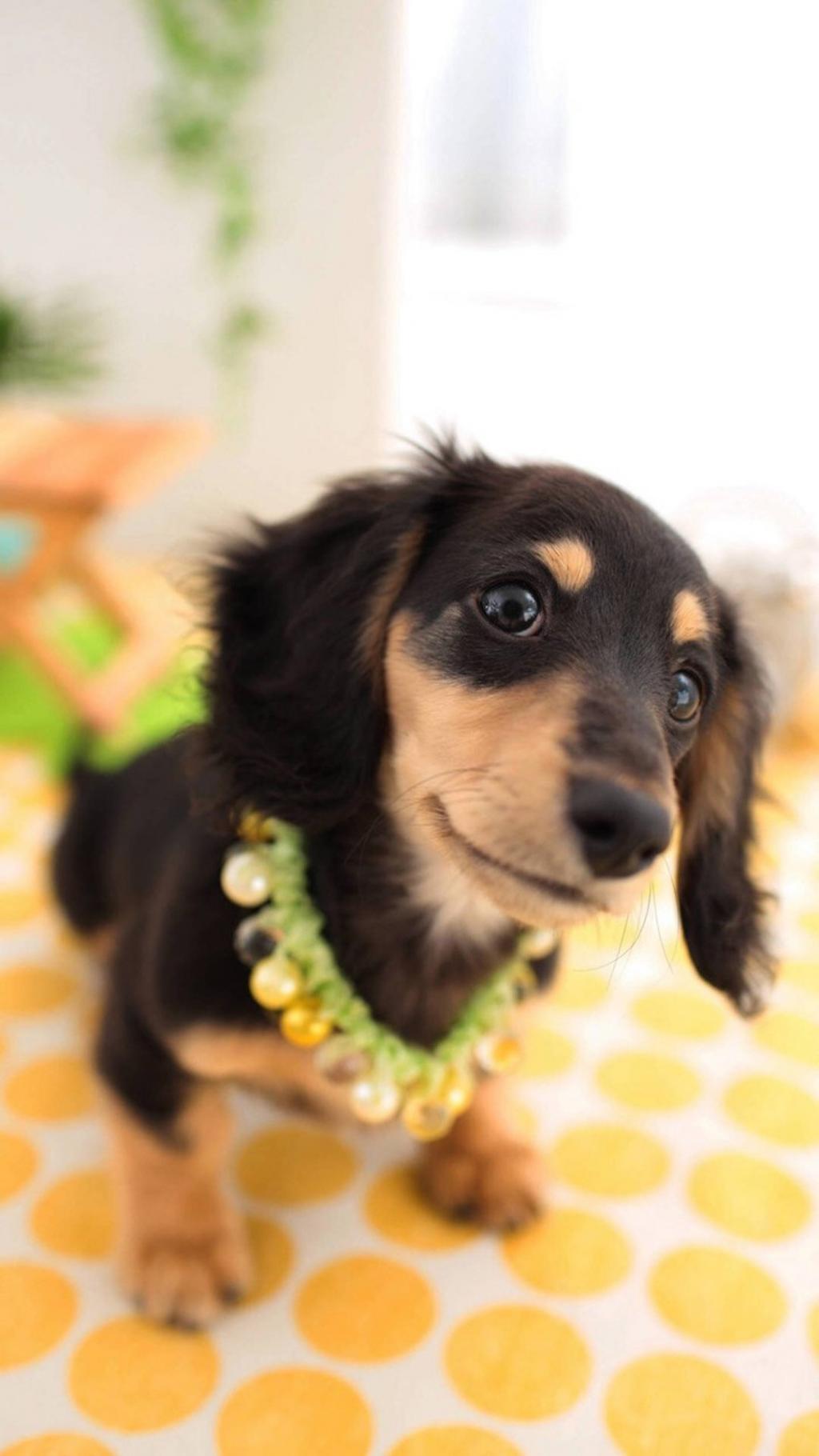 可爱汪星人萌宠