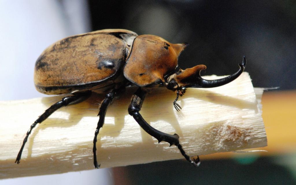 力大惊人的犀牛甲虫