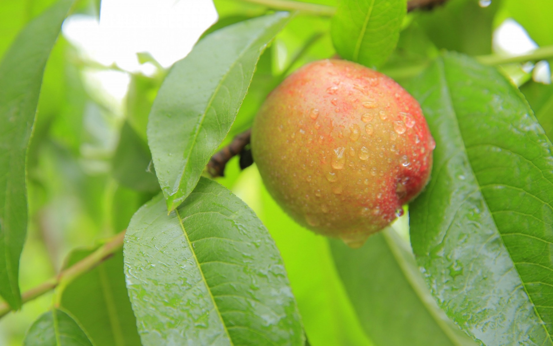 > || 更新时间:2019-01-14 颜色分 黄色 关键词:  水果 桃子 水果