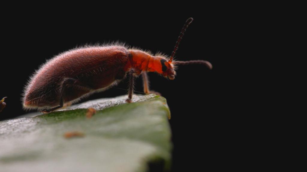 近距离观察昆虫