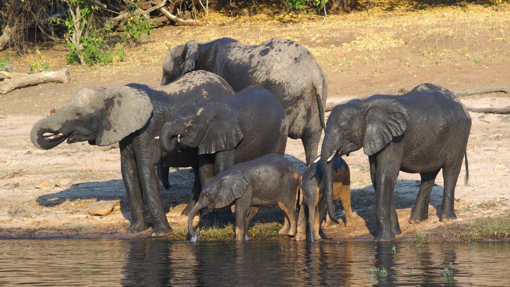 最大的陆栖哺乳动物大象