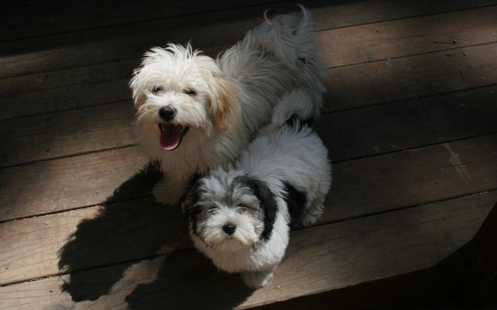 可爱的哈瓦那犬图片