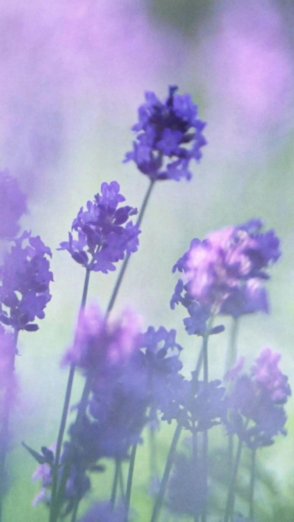 香气扑鼻的薰衣草唯美写真