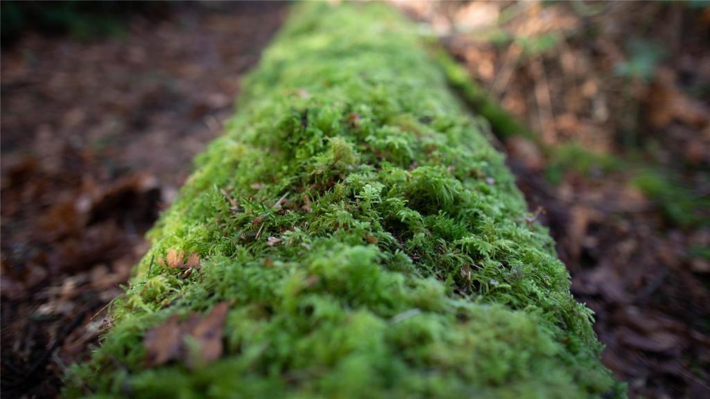 小清新养眼苔藓ppt背景