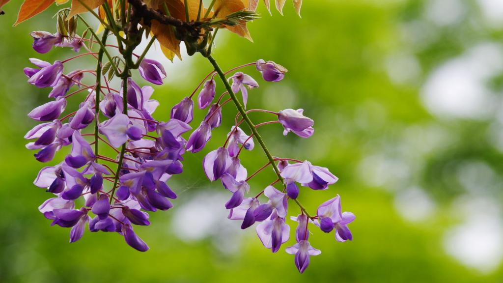紫藤花图片