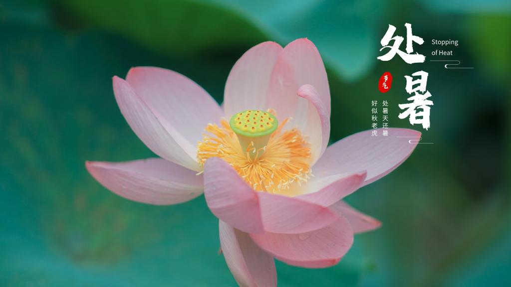 2020处暑节气淡雅莲花清新养眼背景