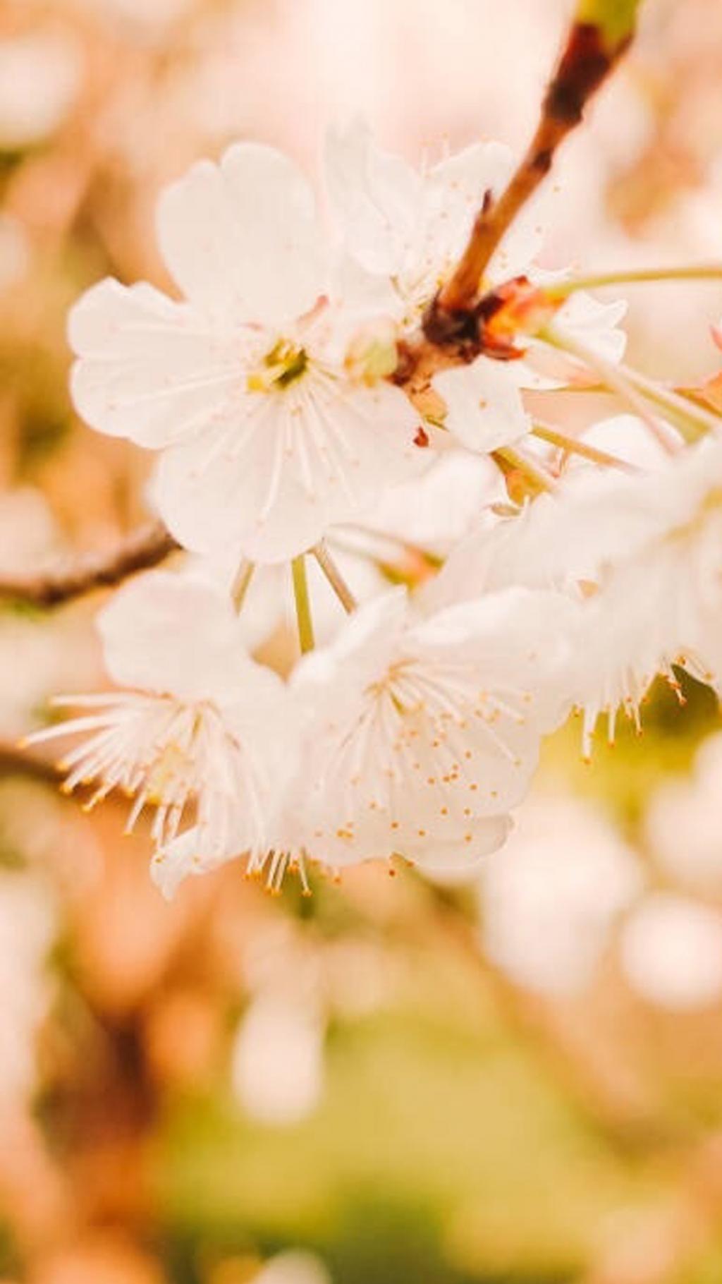 唯美小清新风景