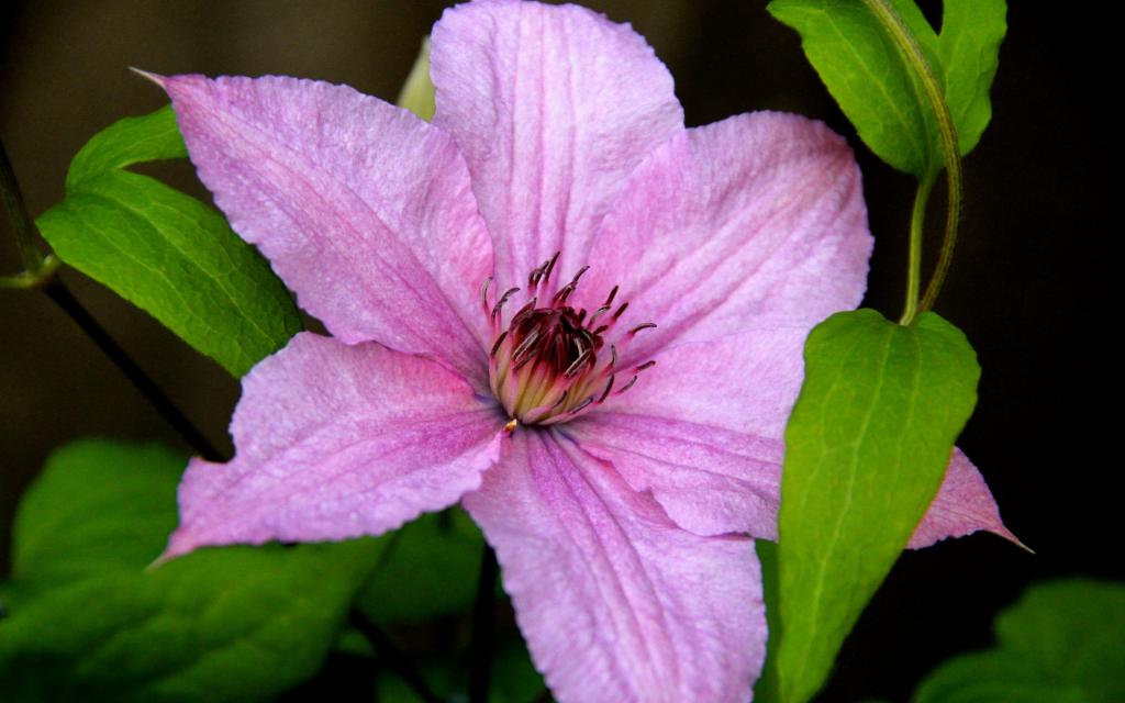 紫色铁线莲特写