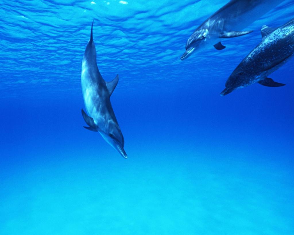 敏捷的海豚特写