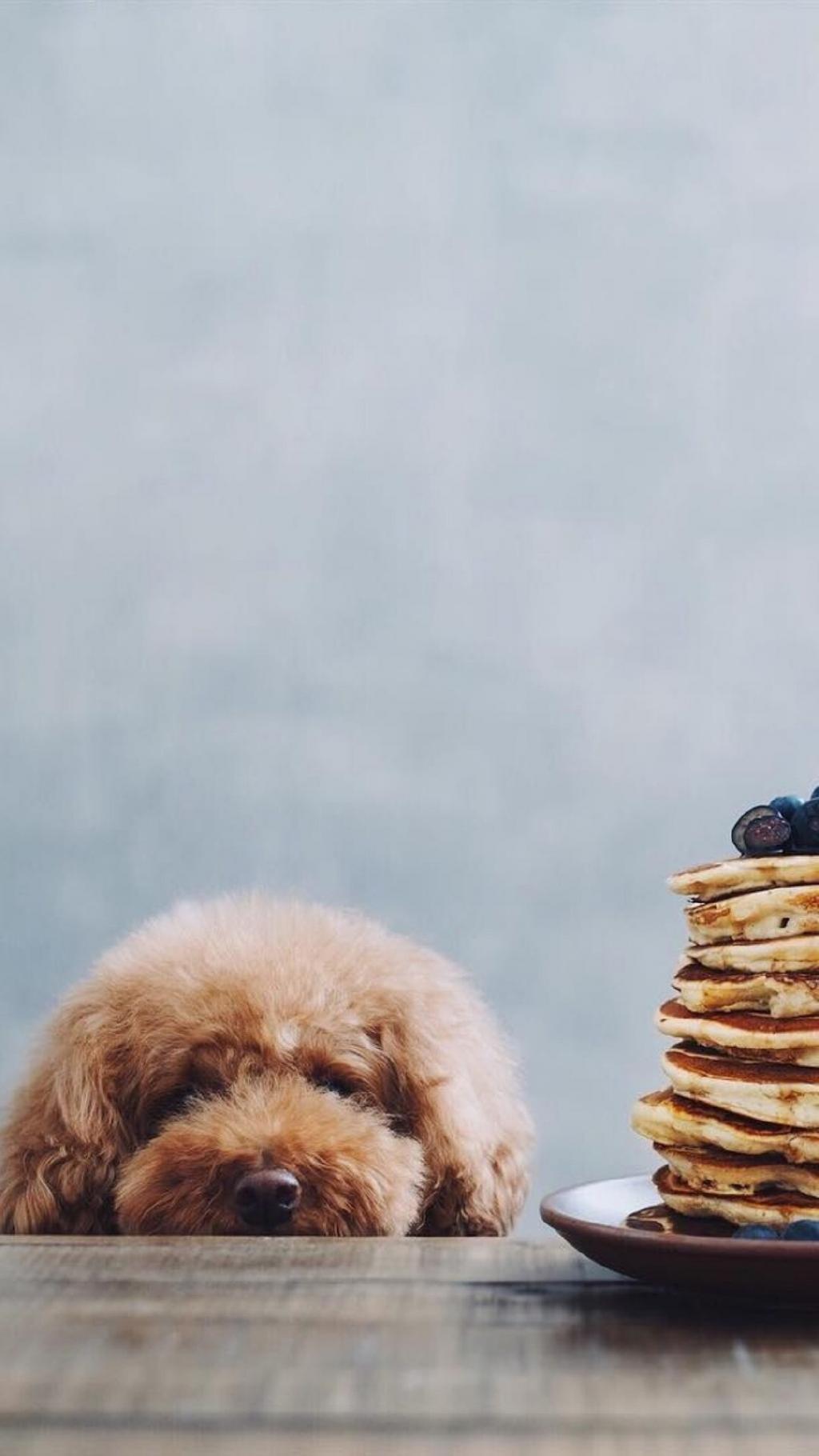 可爱调皮的萌宠汪星人