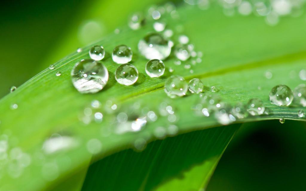 晶莹剔透的唯美露珠