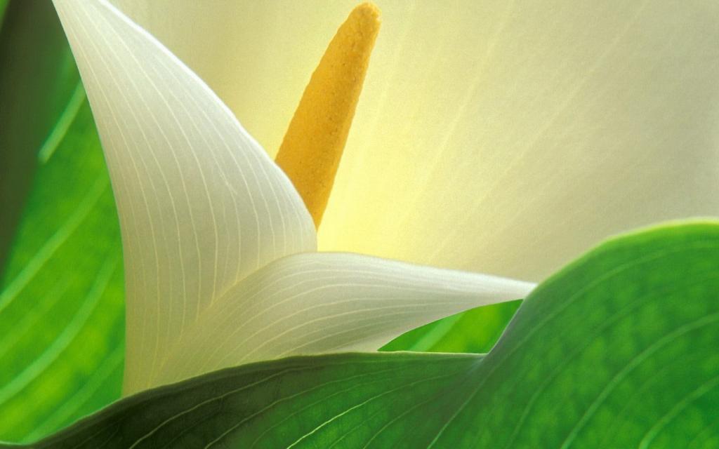 纯洁清新柔美的海芋花语