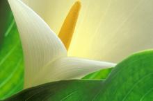 纯洁清新柔美的海芋花语