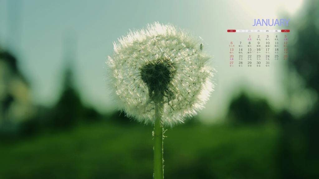 2019年1月自由飞翔的蒲公英日历