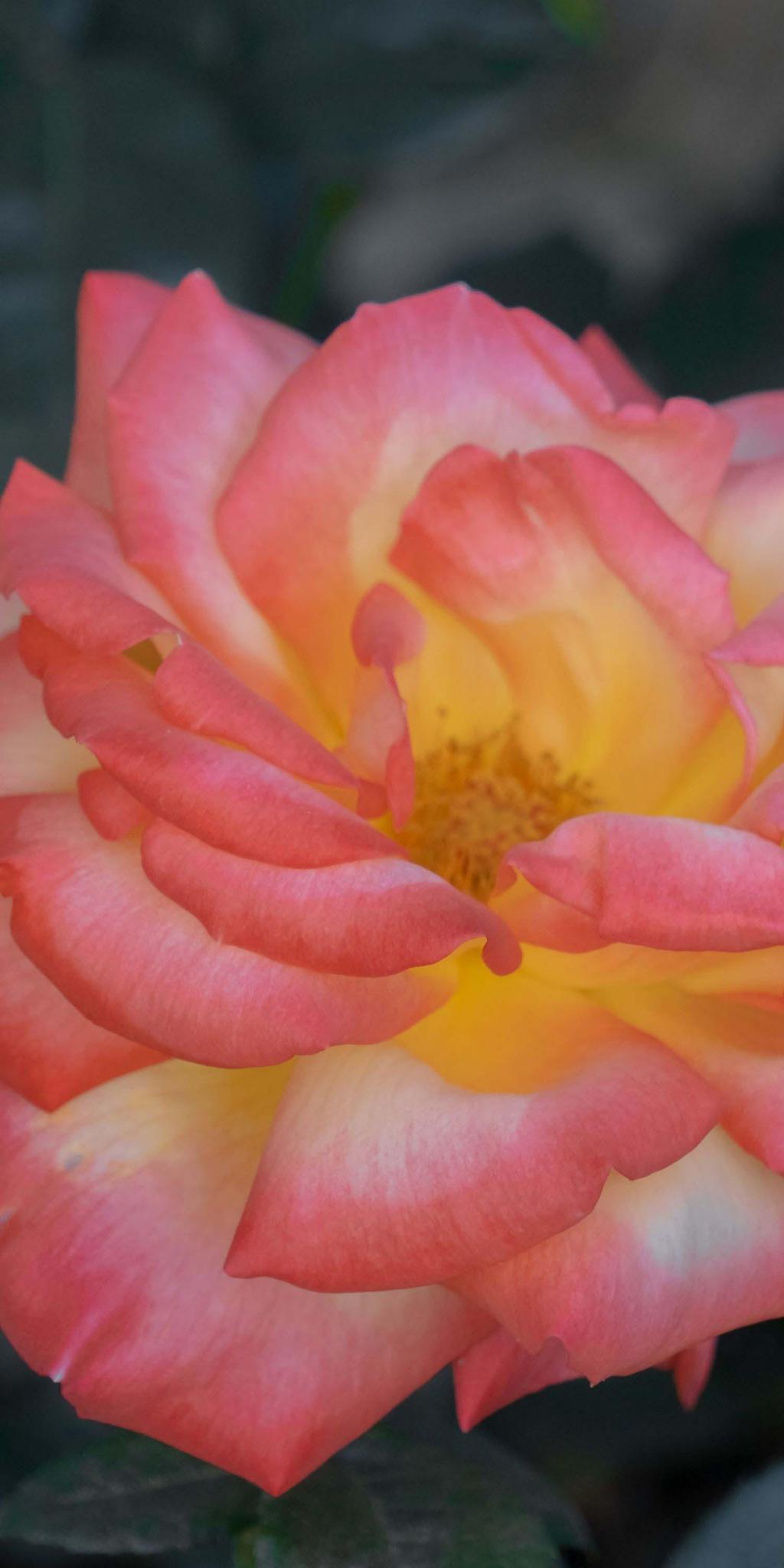 唯美月季浪漫奶油系摄影