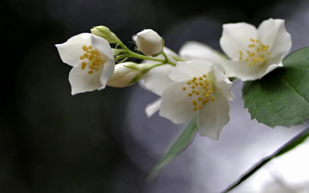 唯美清新洁白的茉莉花