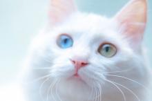 可爱白色小猫咪