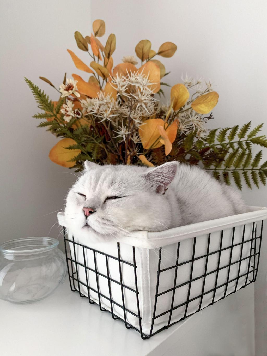 花篮里呆萌可爱的猫