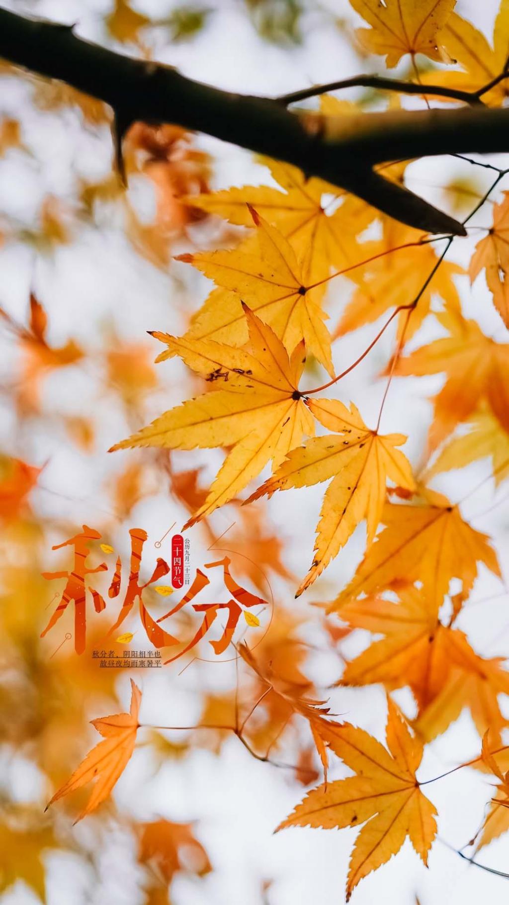 秋分时节唯美枫叶