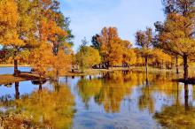 甘肃金塔胡杨林秋季风光