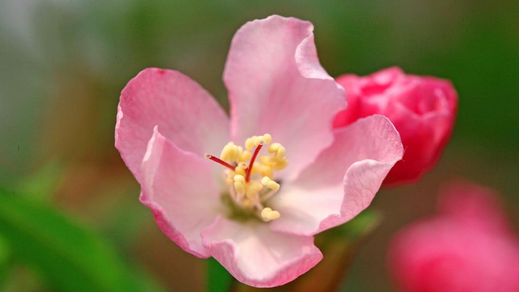 樱花花语(除你之外,别无他爱)