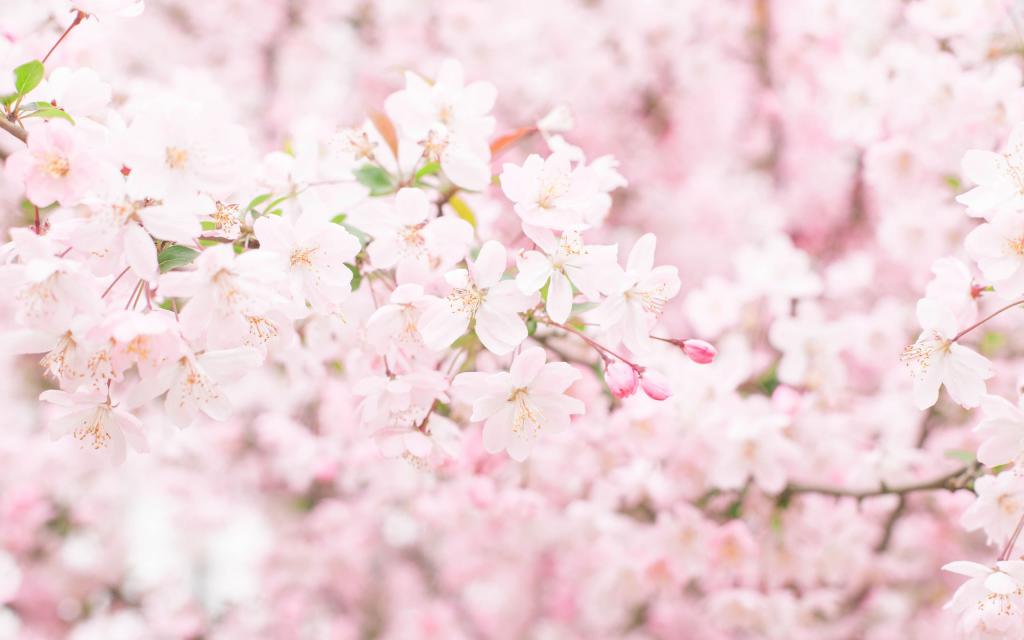 武汉大学樱花大道