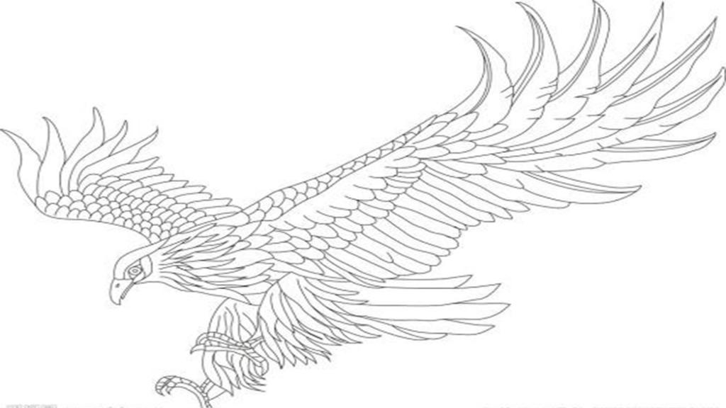 动物简笔画老鹰