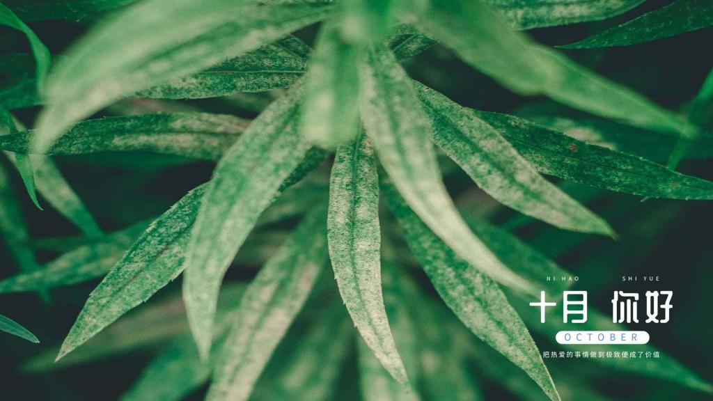 十月你好清新护眼绿植
