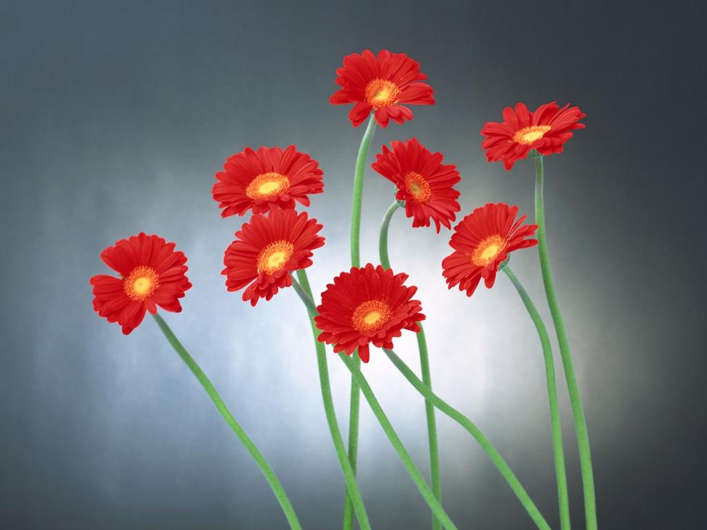 五颜六色鲜菊花