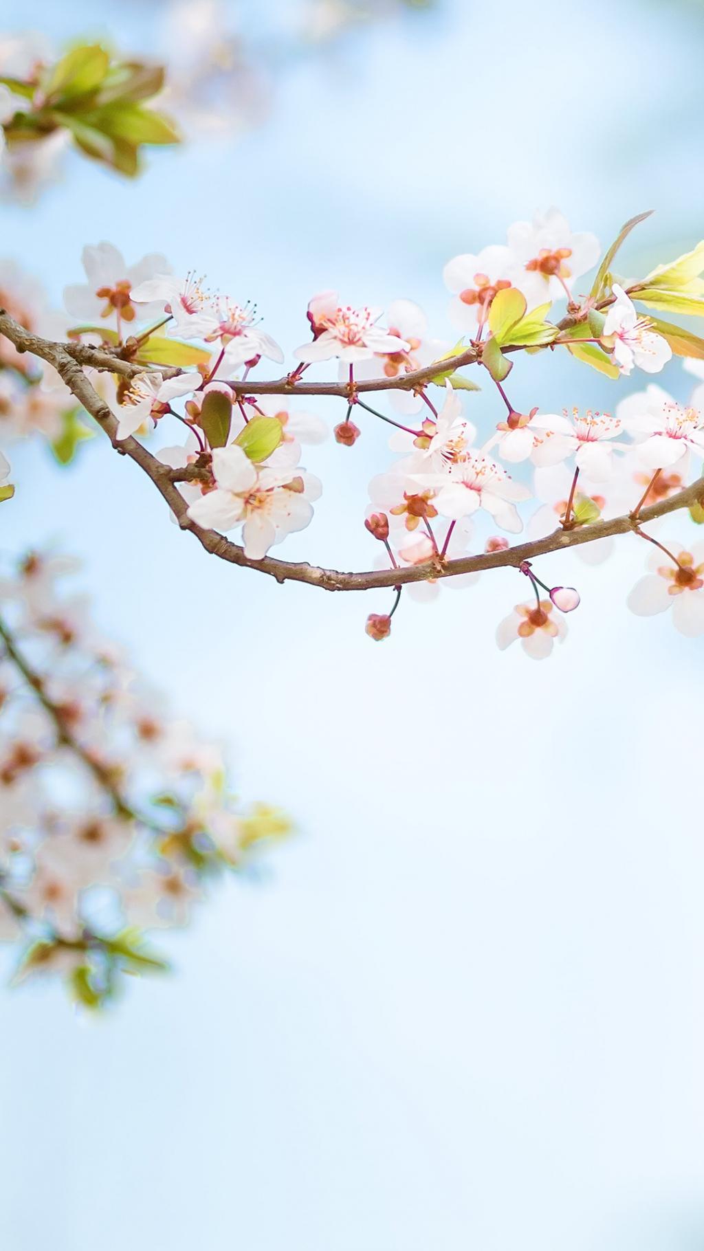 小清新唯美樱花