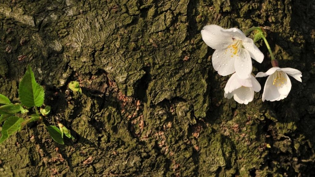 樱花花语(除你之外,别无他爱)