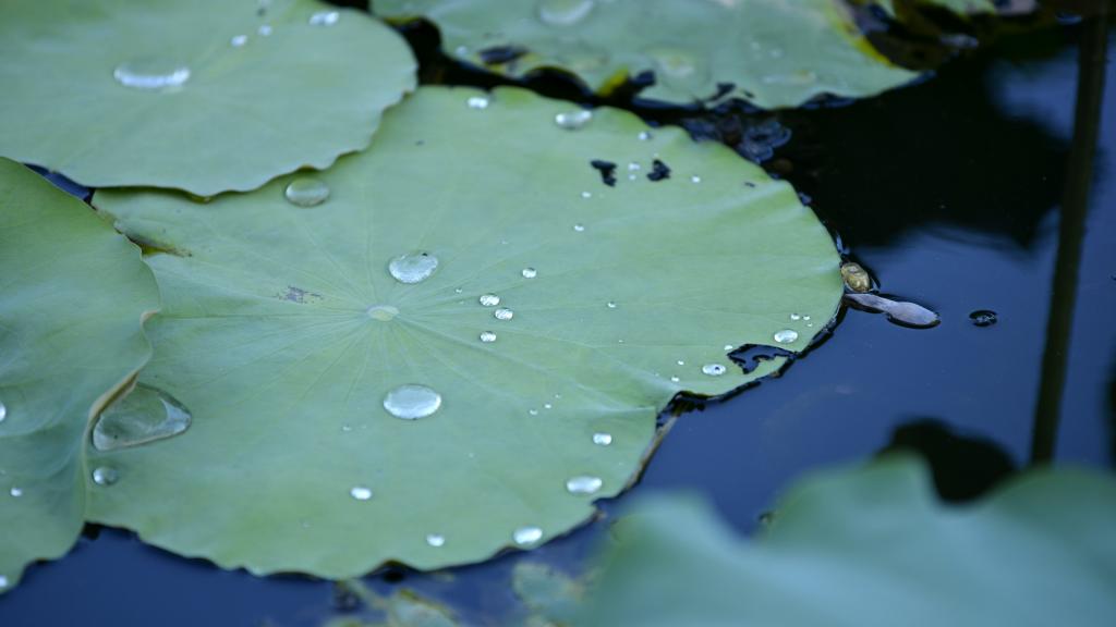 荷叶上的水珠露珠,高清图片,电脑桌面-壁纸族